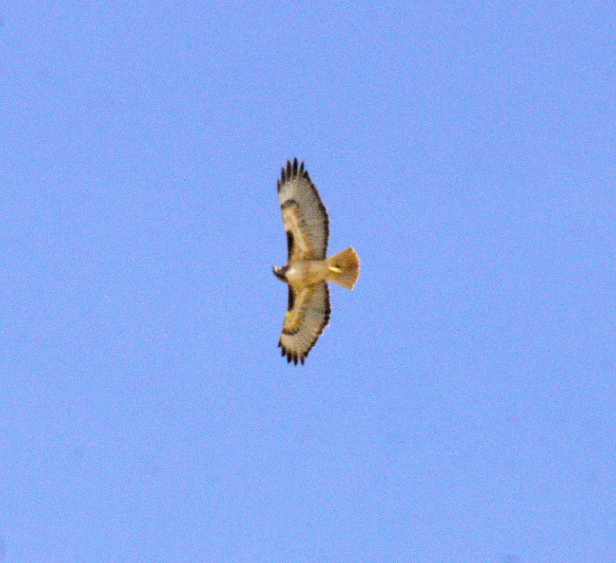 Red-tailed Hawk - ML615453190