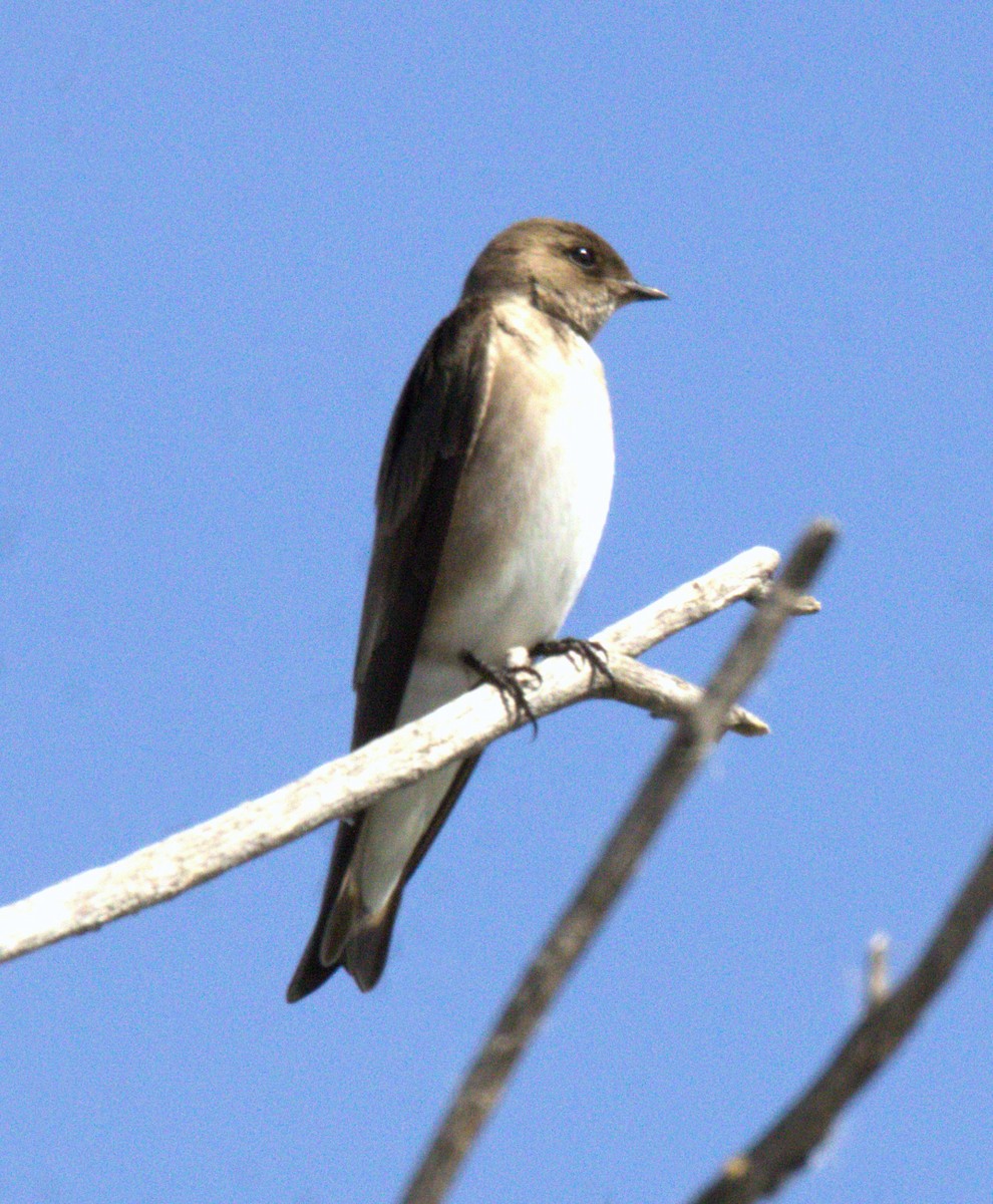 Northern Rough-winged Swallow - ML615453198