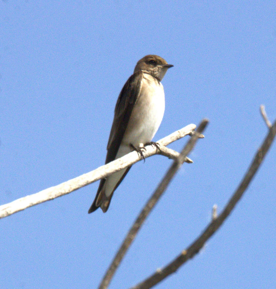 Northern Rough-winged Swallow - ML615453199