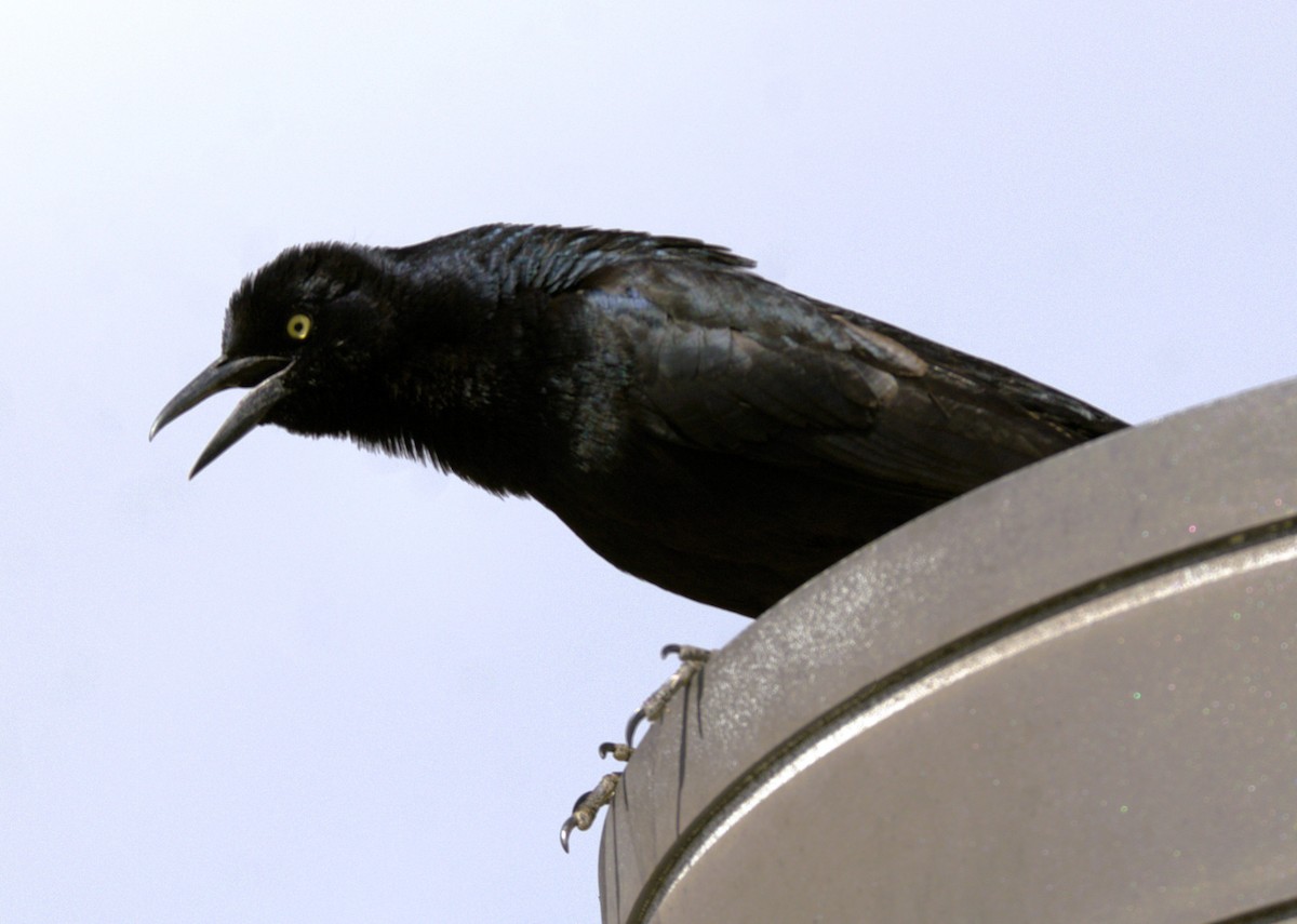 Great-tailed Grackle - ML615453205