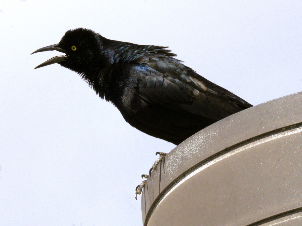 Great-tailed Grackle - ML615453206