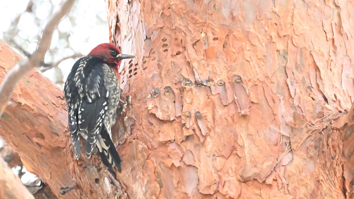 Red-breasted Sapsucker (ruber) - ML615453222