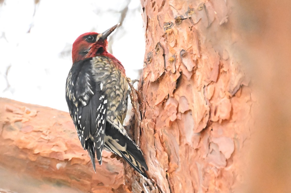 Red-breasted Sapsucker (ruber) - ML615453223