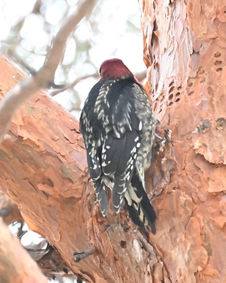 Red-breasted Sapsucker (ruber) - ML615453228