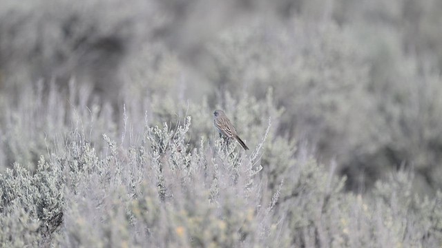 Sagebrush Sparrow - ML615453348