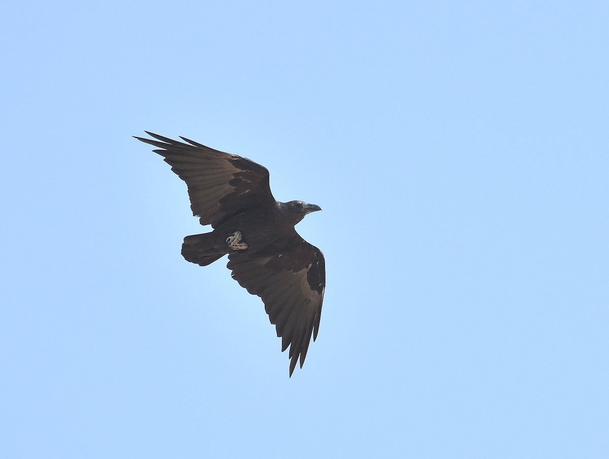 Fan-tailed Raven - ML615453607