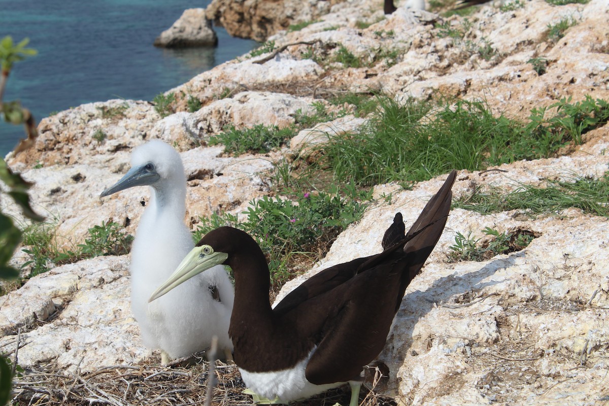 Brown Booby - ML615453738
