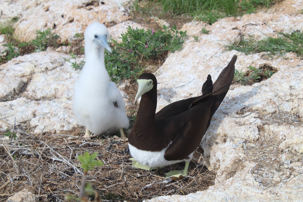 Brown Booby - ML615453740