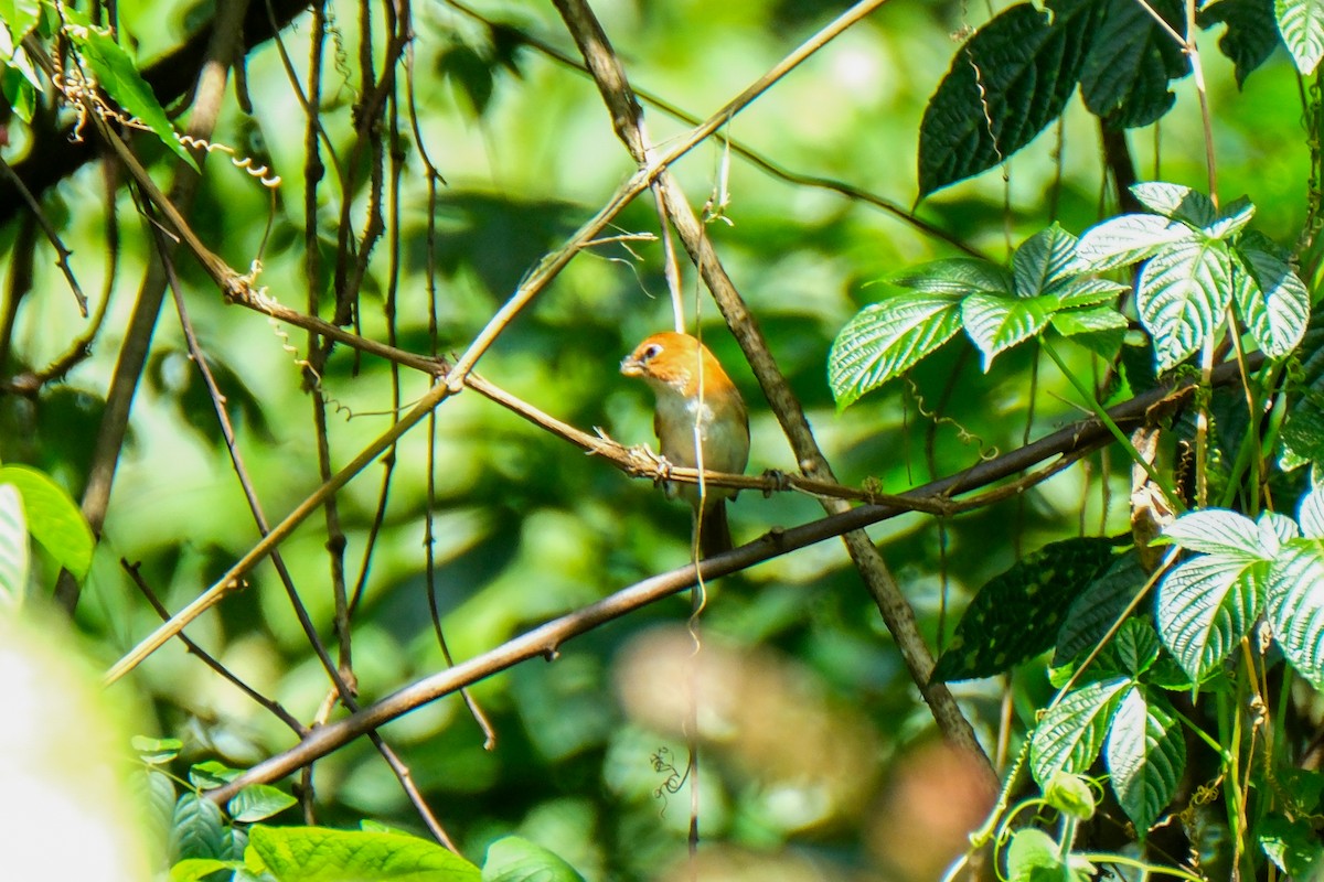 White-breasted Parrotbill - ML615453881