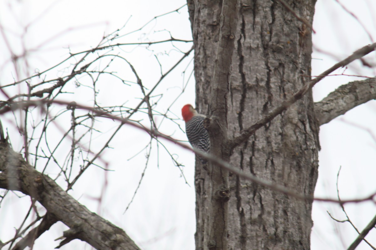 Red-bellied Woodpecker - ML615453883