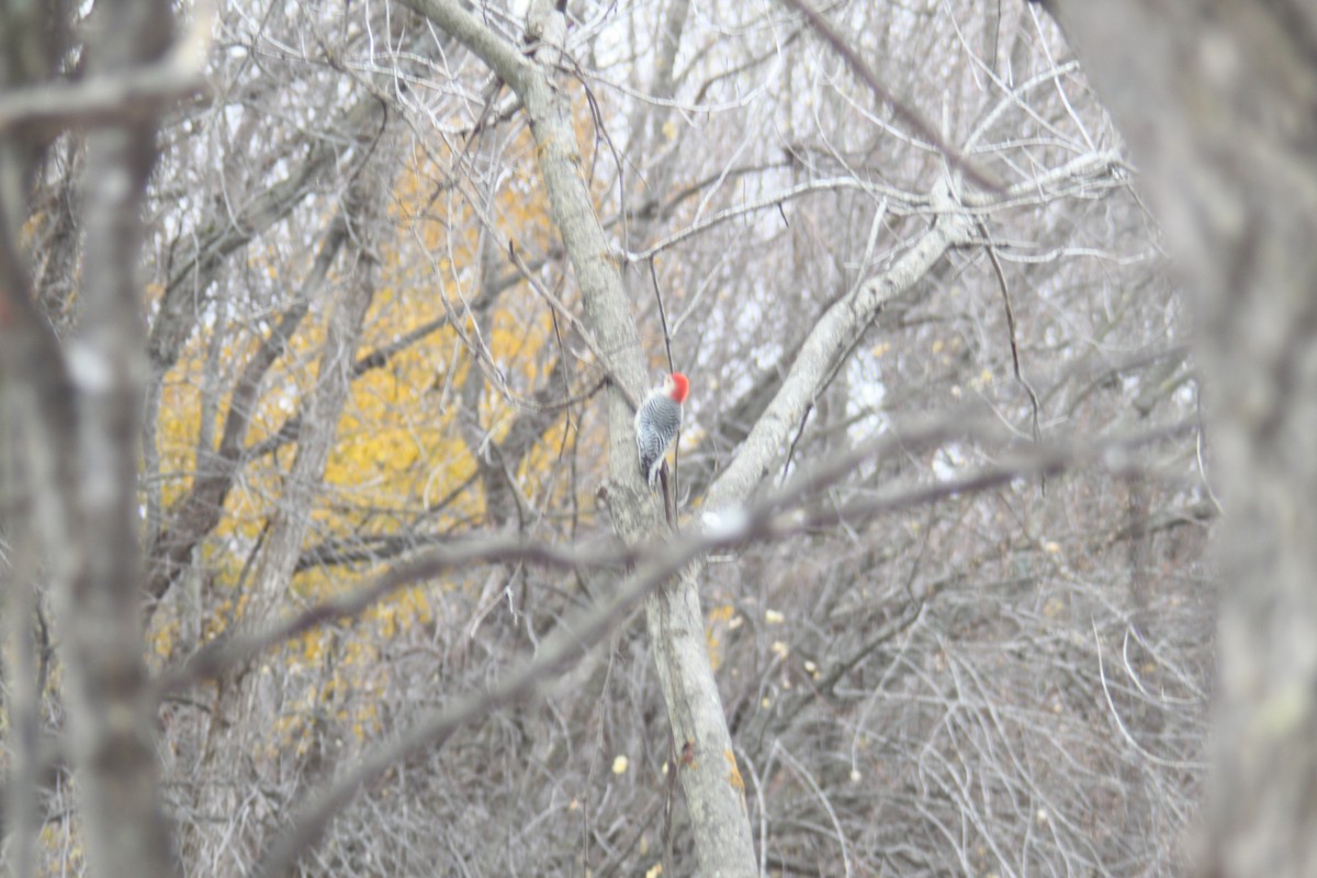 Red-bellied Woodpecker - ML615453885