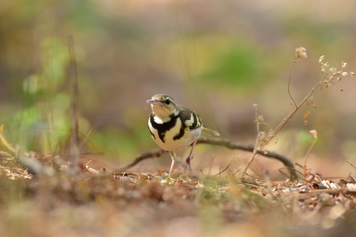 Forest Wagtail - ML615453915