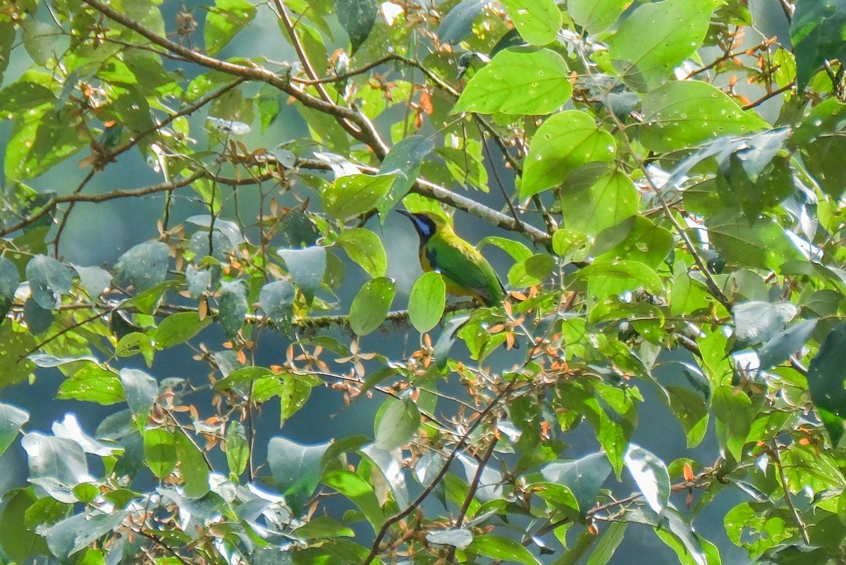 Orange-bellied Leafbird - ML615453942