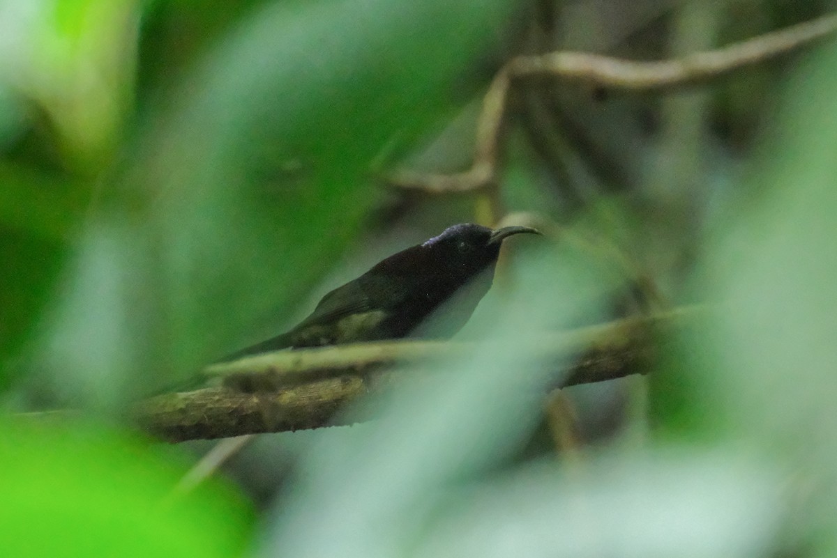 Black-throated Sunbird - ML615454008