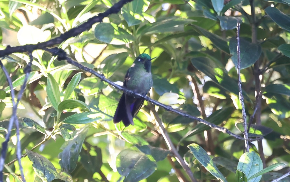 kolibřík dřišťálový (ssp. districta) - ML615454145
