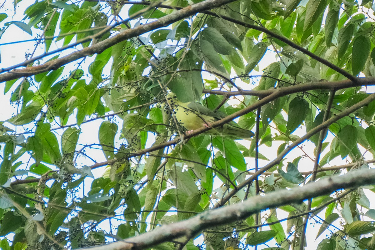 Wedge-tailed Green-Pigeon - ML615454159