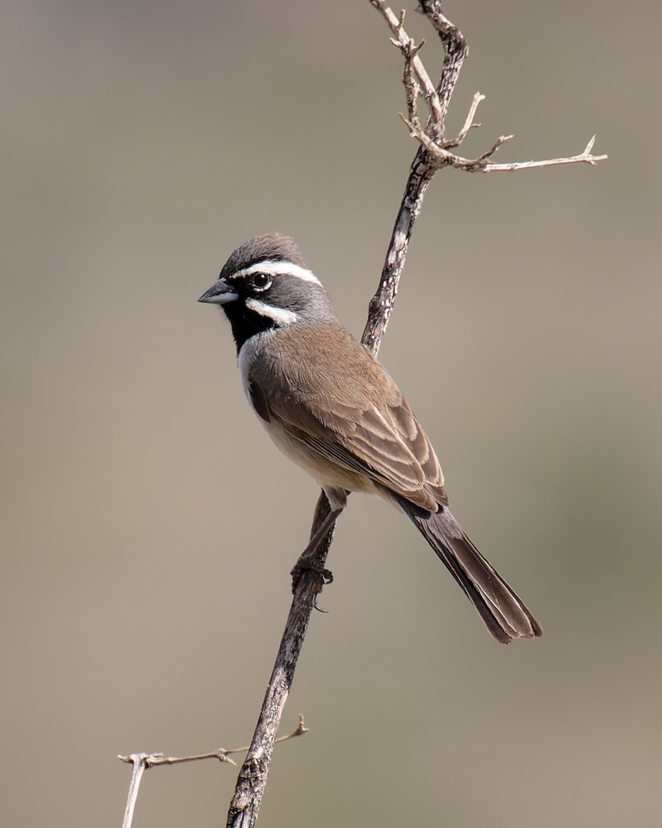 Black-throated Sparrow - Ruslan Balagansky