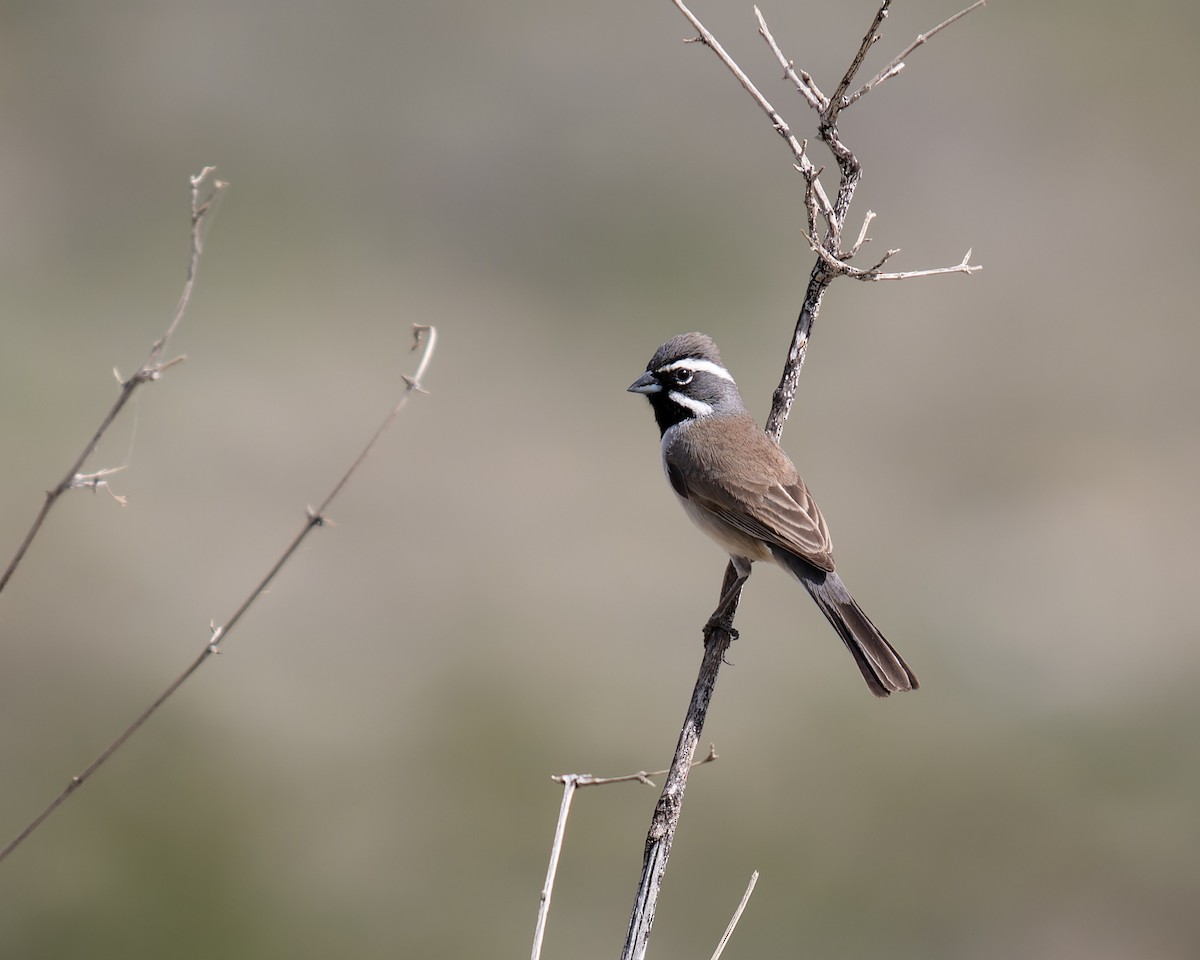 Black-throated Sparrow - ML615454226