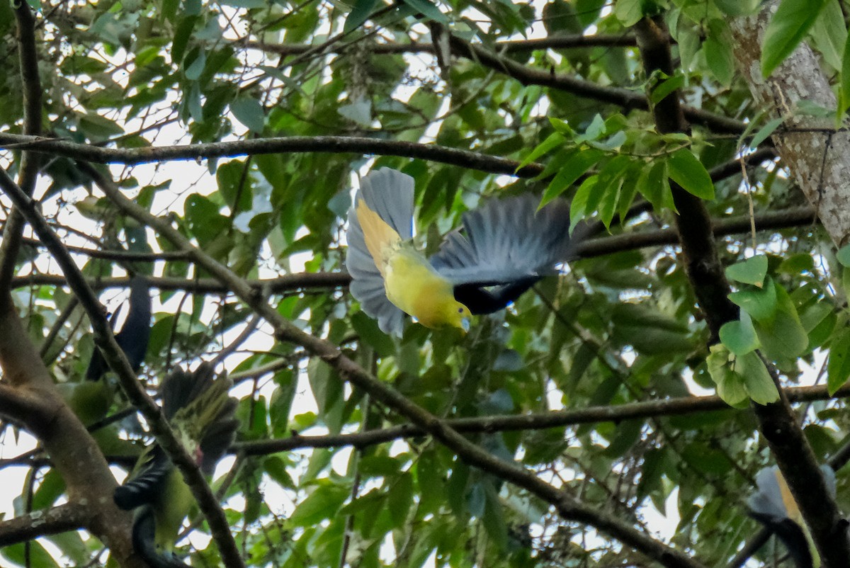 Wedge-tailed Green-Pigeon - ML615454228