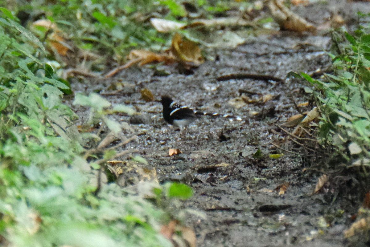 Spotted Forktail - ML615454239