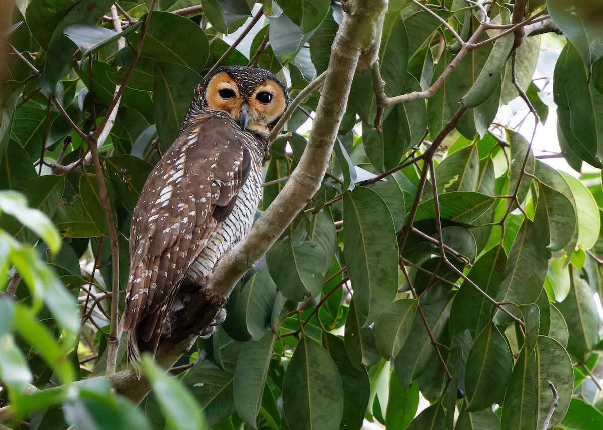 Spotted Wood-Owl - ML615454243
