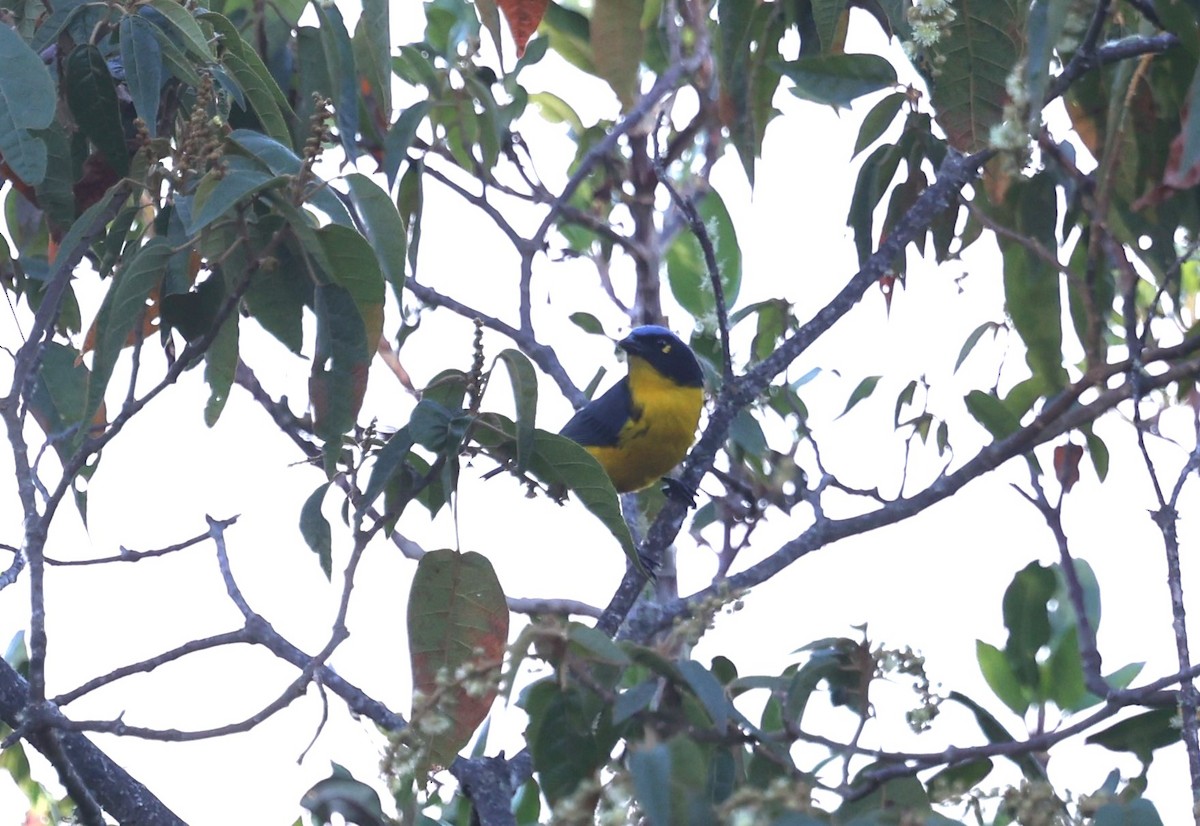 Black-cheeked Mountain Tanager - ML615454252