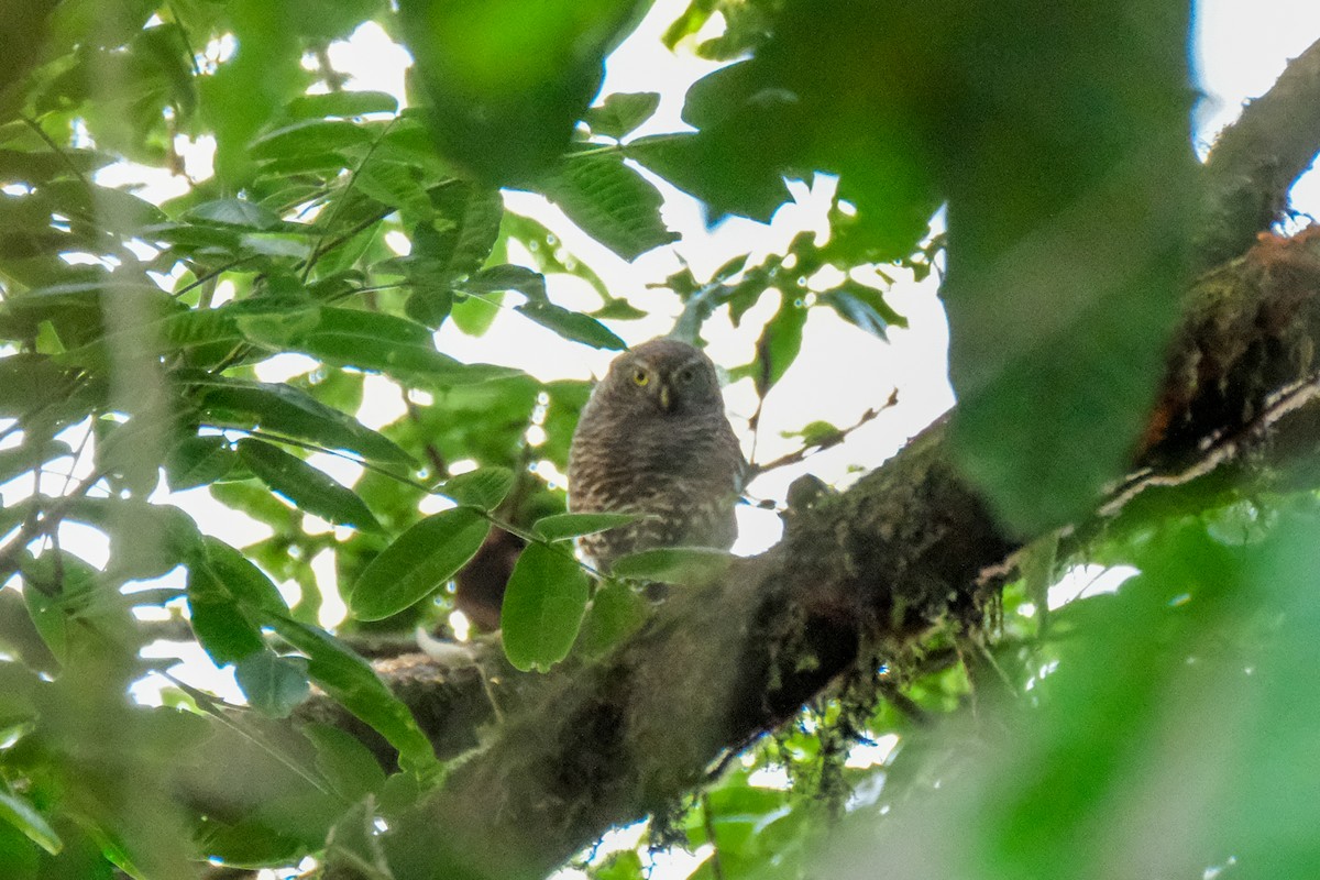 Asian Barred Owlet - ML615454253