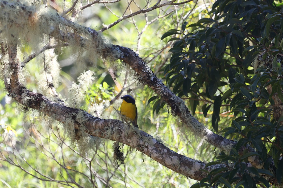 Black-cheeked Mountain Tanager - ML615454302
