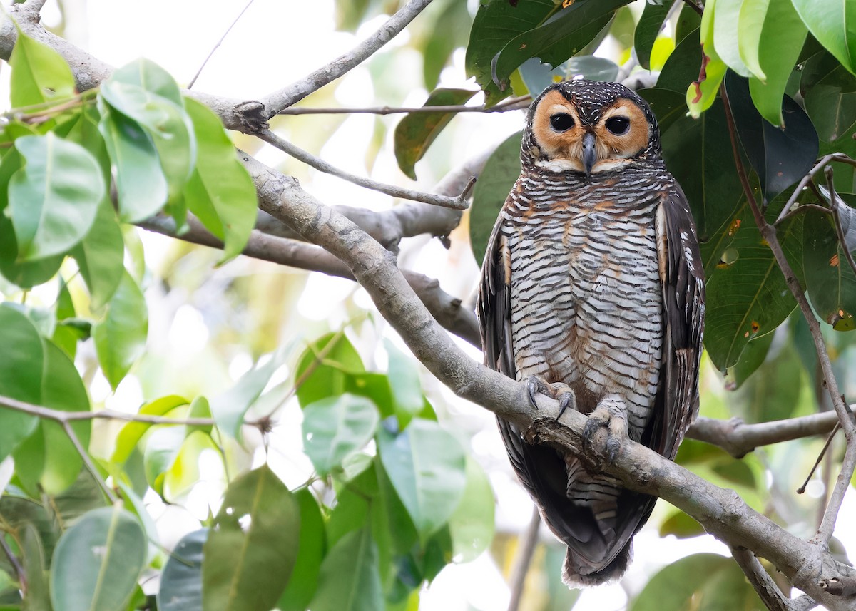 Spotted Wood-Owl - ML615454307