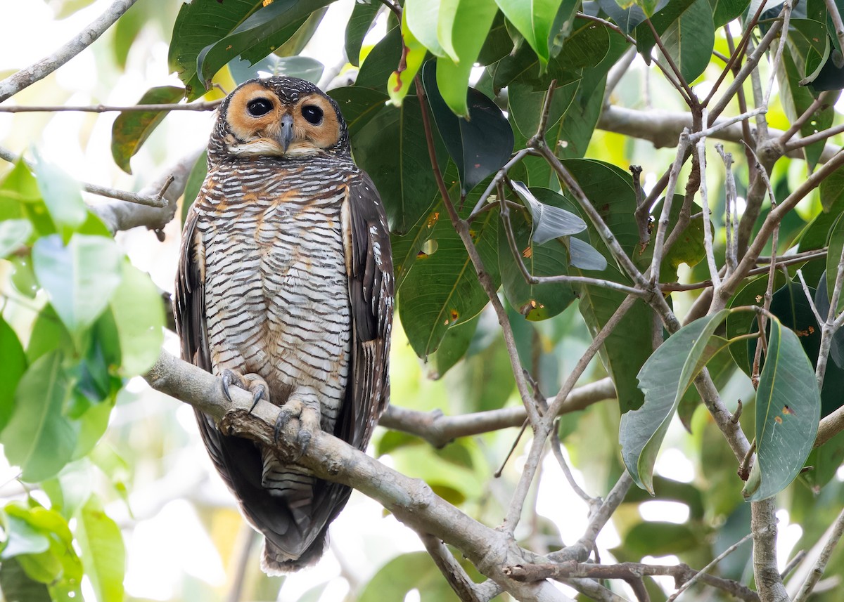 Spotted Wood-Owl - ML615454308
