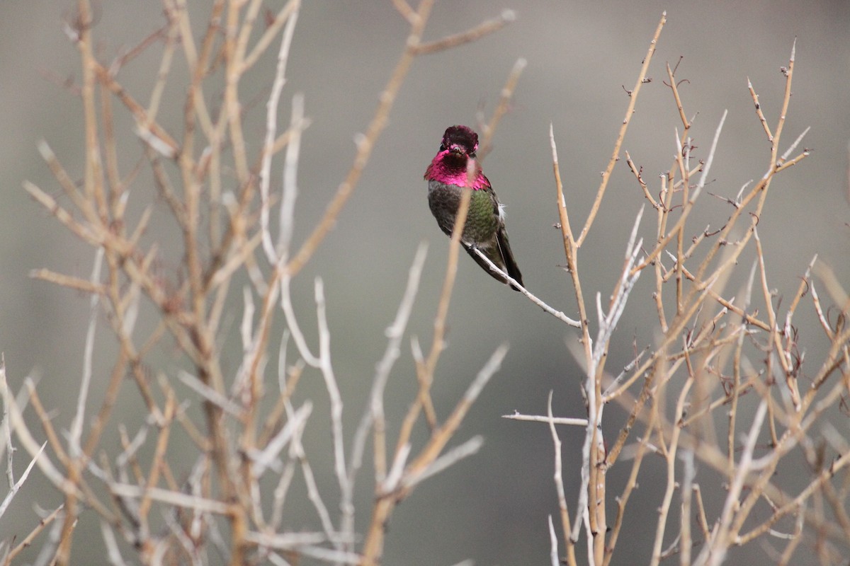 Anna's Hummingbird - ML615454336