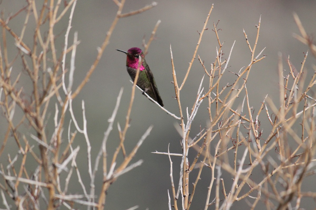 Anna's Hummingbird - ML615454337