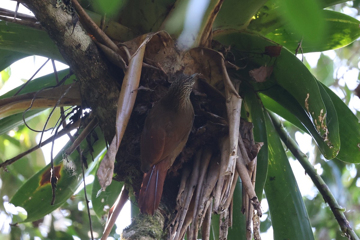 Strong-billed Woodcreeper (Andean/Northern) - loretta kao