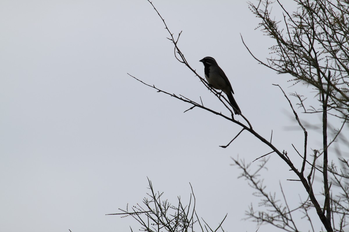 Black-throated Sparrow - ML615454361