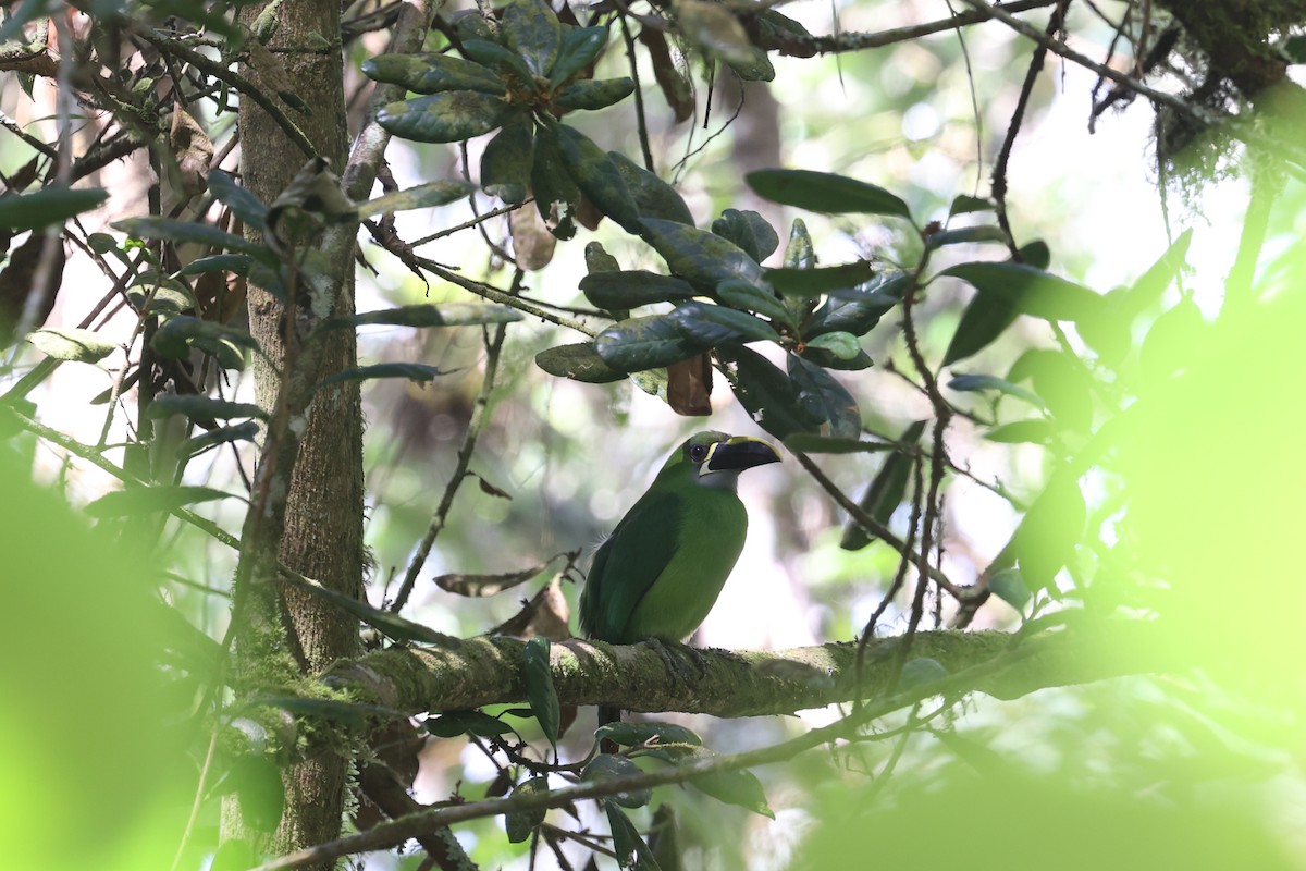 Southern Emerald-Toucanet (Santa Marta) - loretta kao