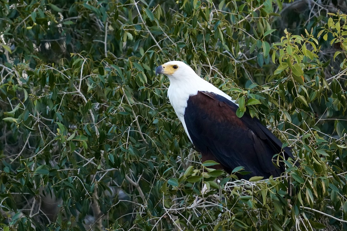 African Fish-Eagle - ML615454475