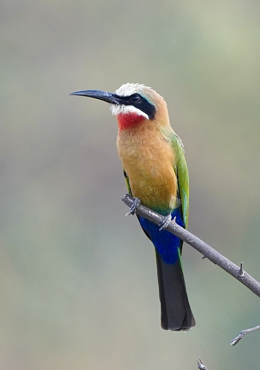 White-fronted Bee-eater - ML615454485