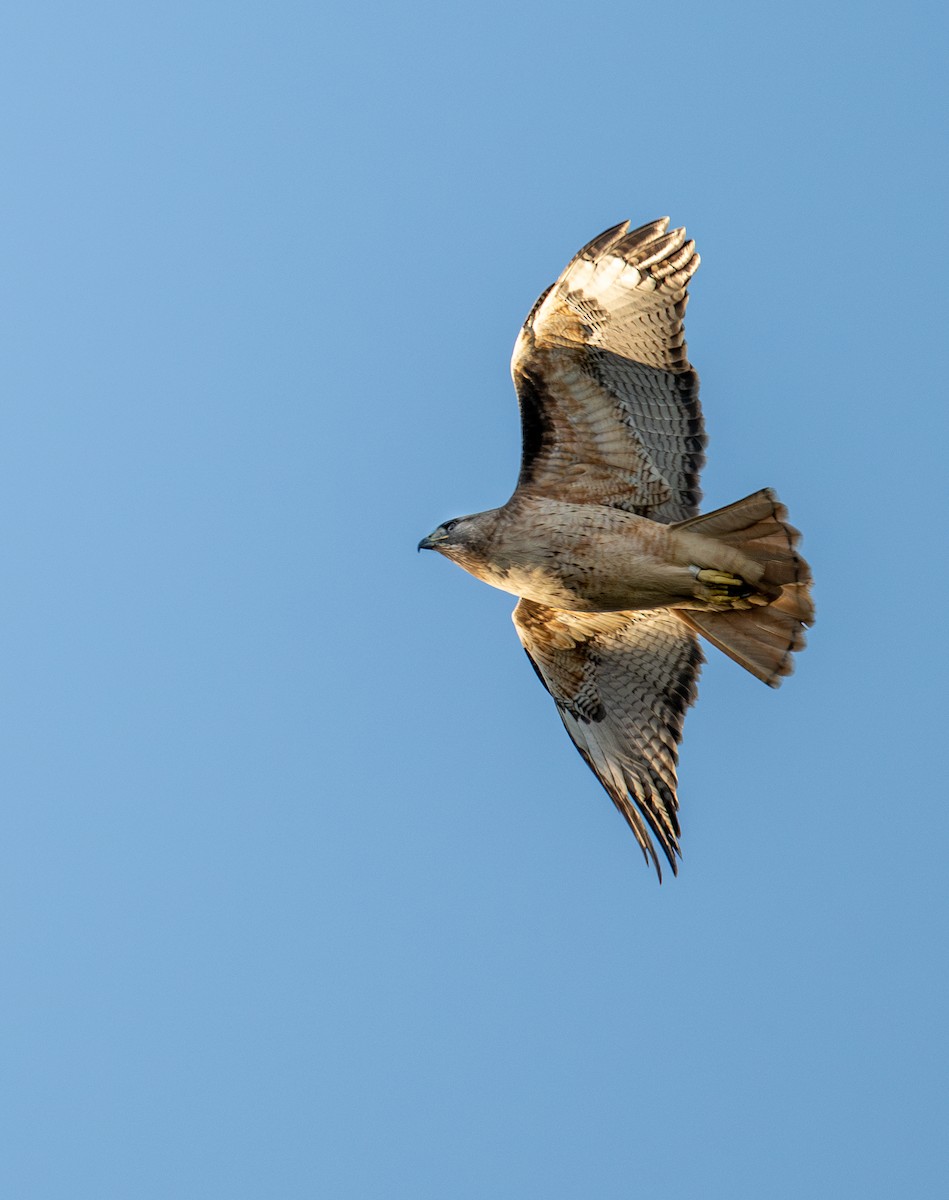 Red-tailed Hawk - ML615454492