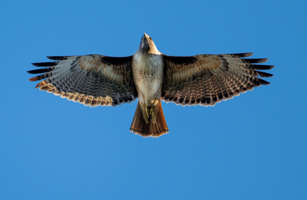 Red-tailed Hawk - ML615454494