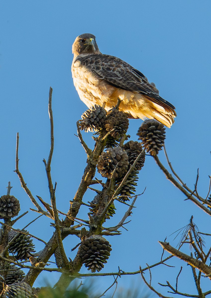 Red-tailed Hawk - ML615454501