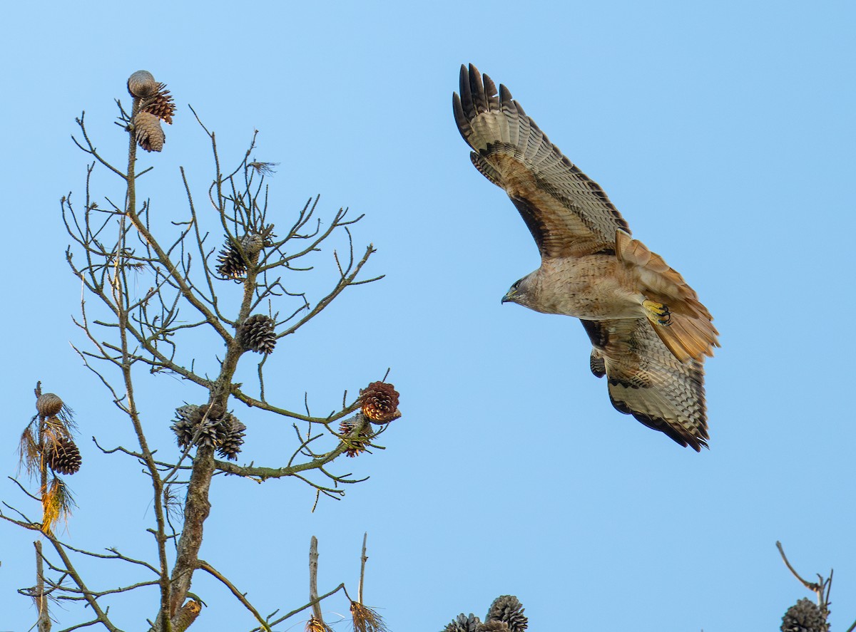 Red-tailed Hawk - ML615454502