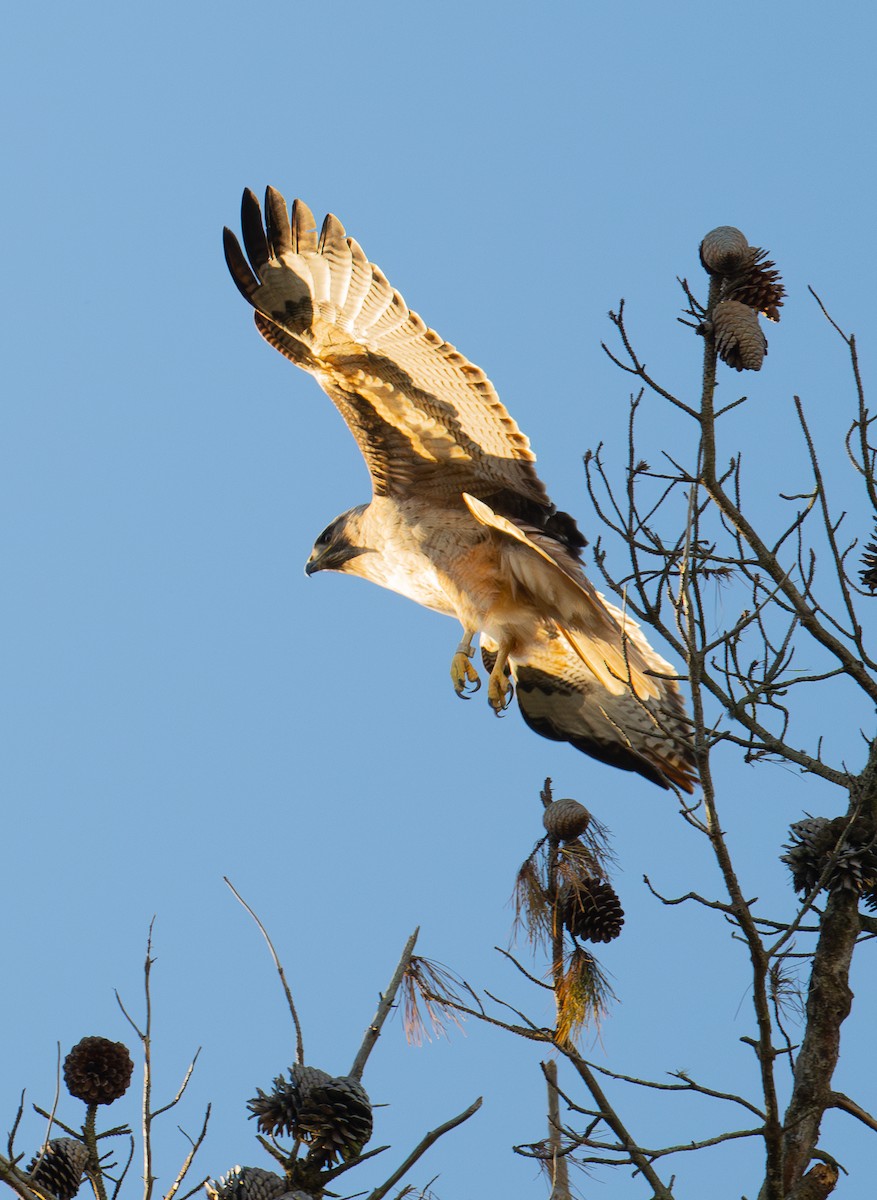 Red-tailed Hawk - ML615454505