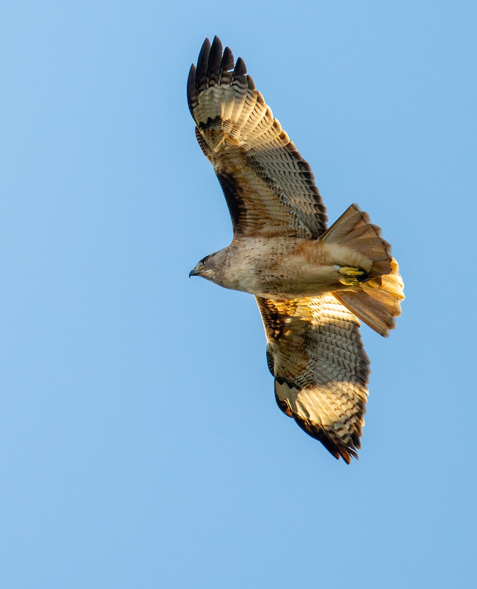 Red-tailed Hawk - ML615454506
