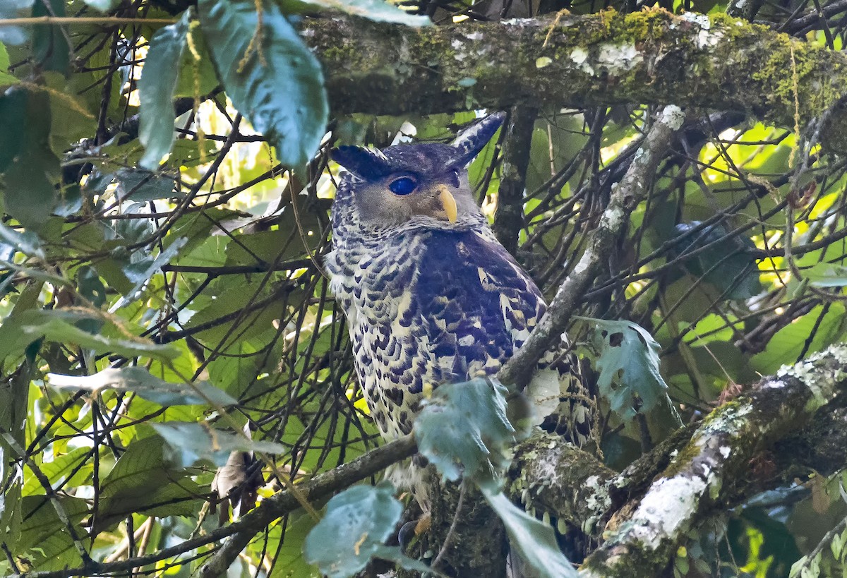 Spot-bellied Eagle-Owl - ML615454518