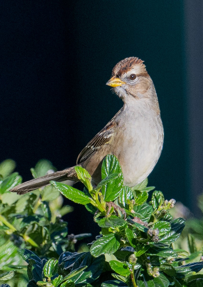 White-crowned Sparrow - ML615454520