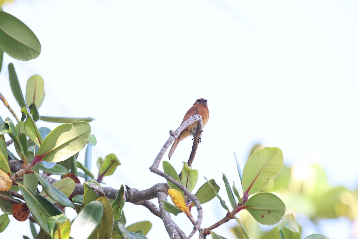 Cinnamon Flycatcher (Santa Marta) - loretta kao