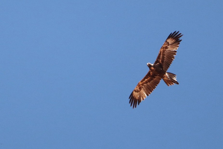 Wedge-tailed Eagle - ML615454929