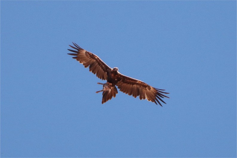 Wedge-tailed Eagle - ML615454930