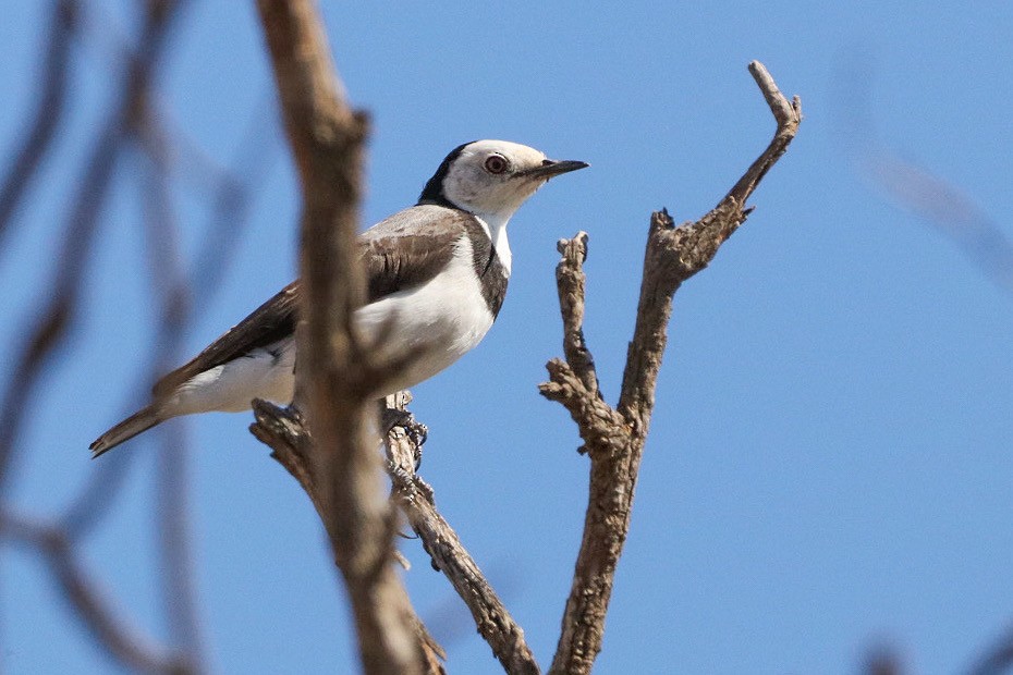White-fronted Chat - ML615454934
