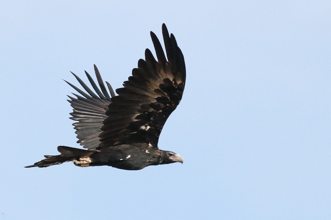 Wedge-tailed Eagle - ML615454982